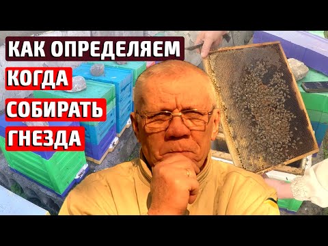 Видео: КОГДА СОБИРАТЬ ГНЕЗДА пчел на зиму? Сколько рамок оставлять на зиму?