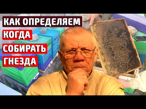 Видео: Так когда собирать гнезда пчел в зиму на пасеке