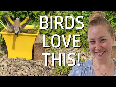 Видео: Так просто помочь птицам и пчёлам — мини-пруд или пруд в горшке для вашего небольшого сада или ба...