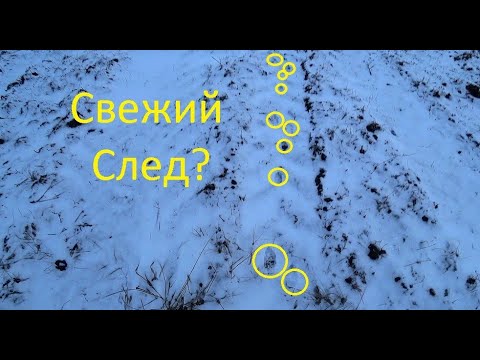 Видео: МНОГОСЛЕДИЕ! Охота на зайца 2021! Тропление зайца русака! Подняли зайца! Пытаемся распутать следы!