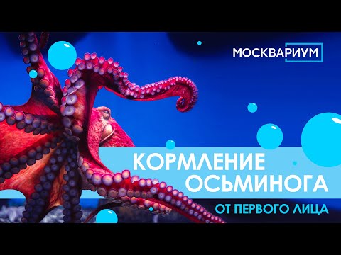 Видео: Кормление осьминога от первого лица!