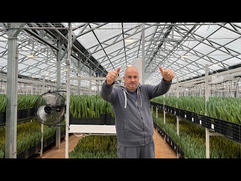 Видео: Обзор тепличного комплекса на 8 млн тюльпанов! Выгонка тюльпанов на 8 Марта: развитие на 14 февраля.