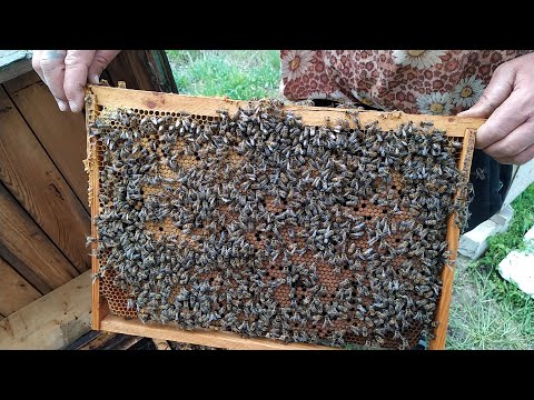 Видео: На Пасеке Валентина Апрель Отводки