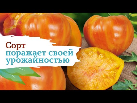 Видео: Томаты Сладкий Янтарь