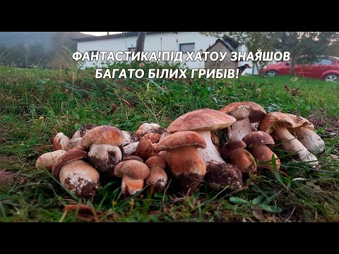 Видео: ФАНТАСТИКА!ПІД ХАТОЮ ЗНАЙШОВ КУПУ БІЛИХ ГРИБІВ!