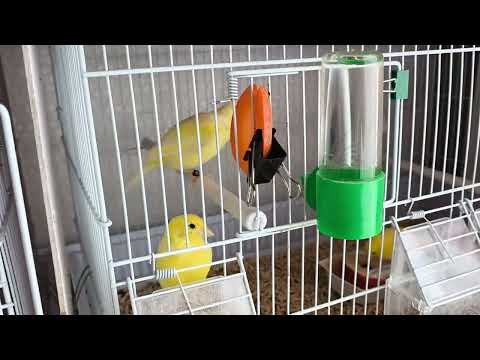 Видео: Содержание и кормление канареек овсяночного напева 