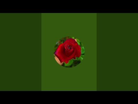 Видео: Каmelia 👑 🤍 в прямом эфире!