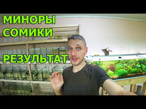 Видео: Результат отсадки миноров и сомиков в нерестовики