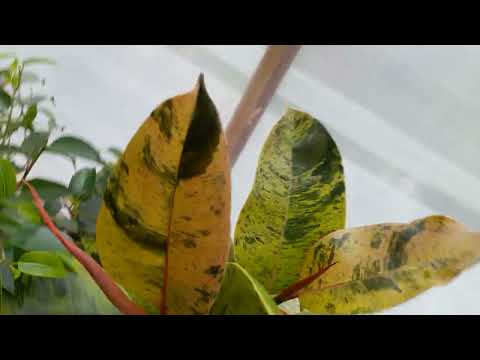 Видео: Мои фикусы подросли!