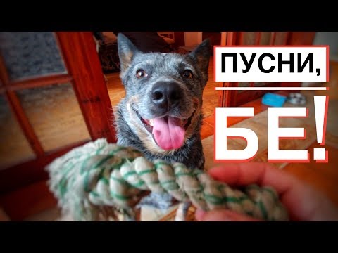 Видео: Как да науча кучето си на "пусни"