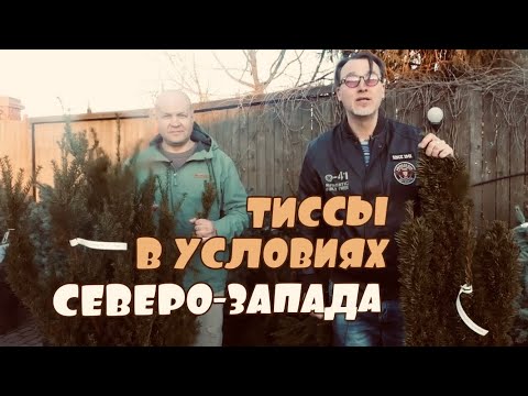 Видео: Тисс средний, остроконечный, ягодный. Сорта, уход, стрижка