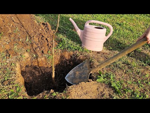Видео: Когда лучше всего сажать фруктовое дерево и как это сделать?