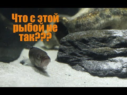 Видео: Почему стоит быть осторожным при покупке импортной аквариумной рыбы?