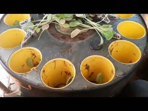 Видео: Drysdale farm Англия айына 1🍋 теңге.