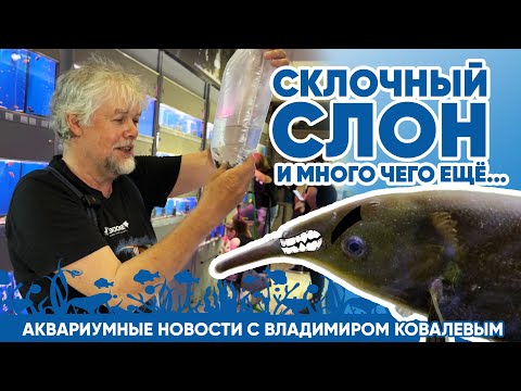 Видео: Аквариумные новости с Владимиром Ковалёвым (8.08.24). Склочный слон и много чего ещё...