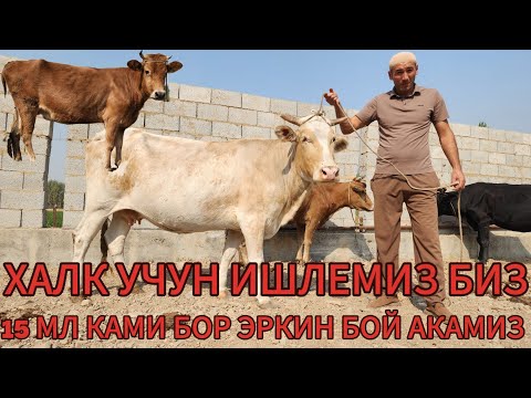 Видео: ЭРКИН БОЙ АКАМИЗ ОРЗОН СОТИШ БУЙИЧА 1N ХАМСИ ГУНАЖИНДИ ПУЛИГА БУЛИБ КЕТИ БУГУН ДУСЛАР 