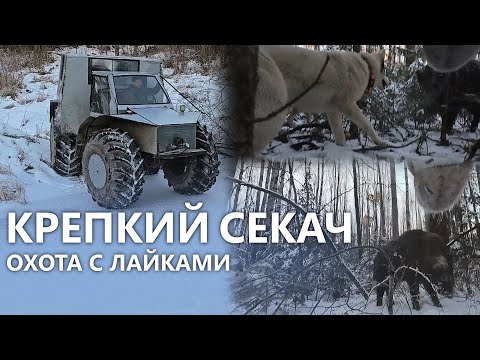Видео: БЫСТРЫЙ и КРЕПКИЙ КАБАН. Охота на кабана с лайками. Собаки Борисёнка снова порадовали!