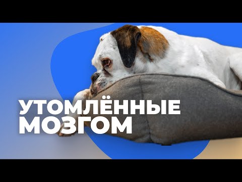 Видео: 4 СПОСОБА УТОМИТЬ СОБАКУ ПРАВИЛЬНО  🐶 Как правильно измотать щенка 🐕 Почему не устает бесится дома 🐩