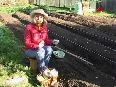 Видео: Лучки Пучки.  Серия 153.  Сеем чеснок под зиму.