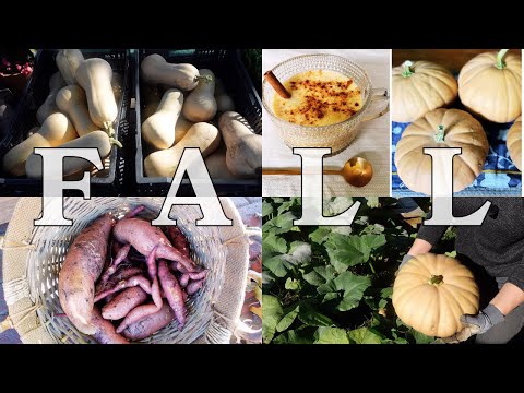 Видео: Уютный видеоблог об осеннем урожае 🍂 Садовые сладости и рецепт тыквенного чая-латте