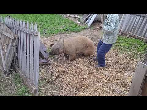 Видео: Кастрация взрослых кабанов.