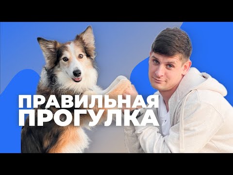 Видео: Как правильно гулять с собакой 🐶 Ошибки хозяев на прогулке