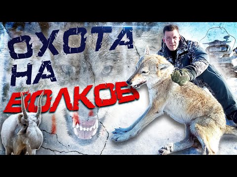 Видео: охота на волков!ДОБЫЛИ 5 ВОЛКОВ!!! Wolfsjagd