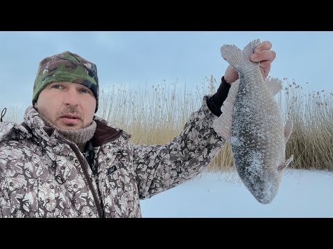 Видео: Тонны рыбы под ногами! Рыбалка 2024 зимой в палатке. Рыбалка в палатке. Рыбалка на поплавок.