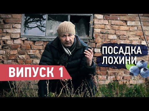 Видео: Брати Лохиновичі. Вступне відео про посадку лохини. Серія 1.