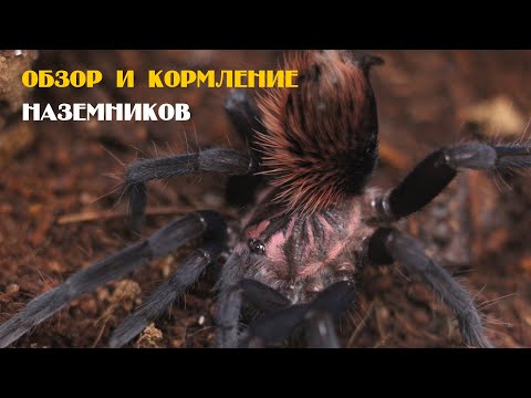 Видео: Наземники. Небольшой обзор и кормление
