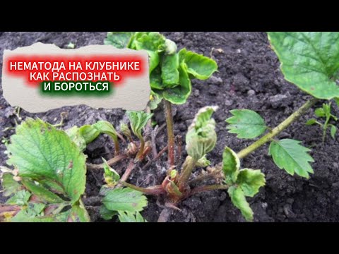 Видео: НЕМАТОДА НА КЛУБНИКЕ, ЭТО КТО? КАК РАСПОЗНАТЬ НЕМАТОДУ И КАК С НЕЙ БОРОТЬСЯ