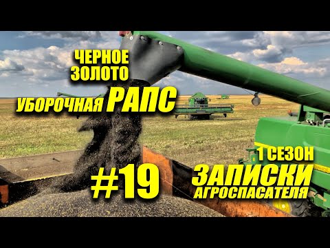 Видео: #19 Выращивание и уборка рапса. Капустная моль. Рапс в севообороте.