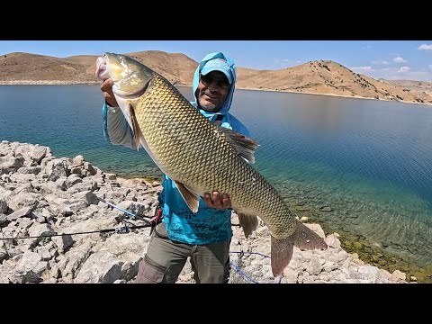 Видео: Охота на эндемичных рыб Турции, Luciobarbus Esocinus