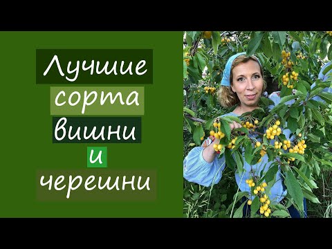 Видео: Лучшие сорта вишни и черешни