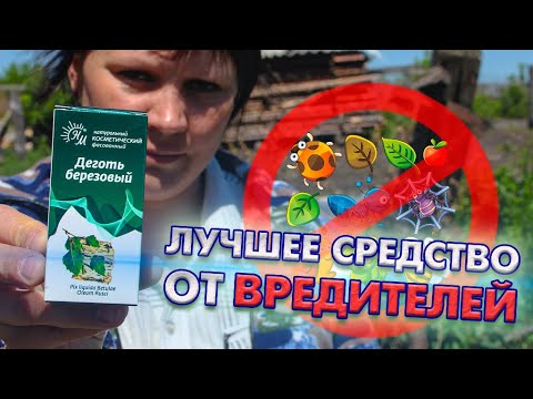 Видео: ✖️ Березовый деготь - лучшее средство от вредителей! 🐛 Крестоцветная блошка, прощай!