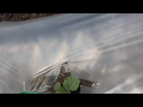 Видео: Выращивание арбузов и дынь в термосе и на мульче.