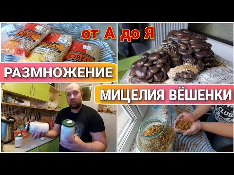 Видео: Как размножить зерновой мицелий вешенки//Как сделать мицелий в домашних условиях//Подготовка зерна