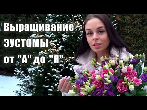 Видео: Тайны выращивания ЭУСТОМЫ от посева до цветения.