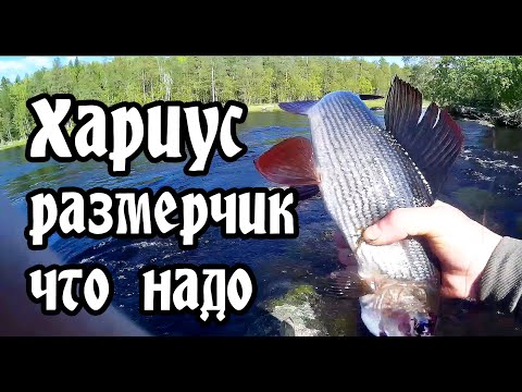Видео: Хариус зачетный размер