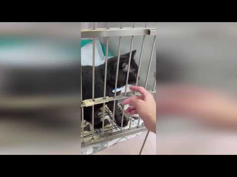 Видео: Дима Билан и его коты Соломон и Июнь