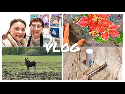 Видео: Ввязалась в АВАНТЮРУ / ЛОСЬ на дороге