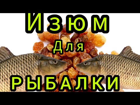 Видео: Крупная рыба обожает ИЗЮМ!!! Лещ, Карась и Карп будет ловиться!!! Всегда бери с собой!!!
