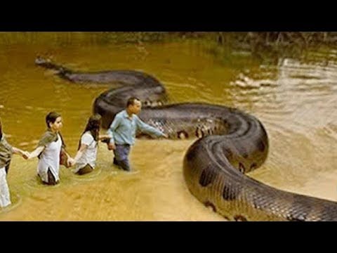 Видео: Ең алып жануарлар