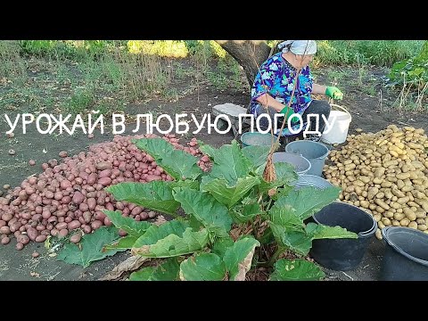 Видео: Картошка🌱родит👌 Сорт не подведёт. В селе у СВЕКРУНЬКИ🙋‍♀️🏡