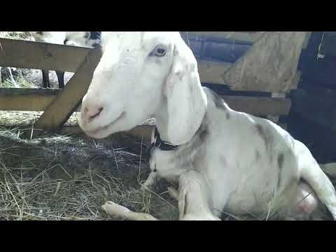 Видео: Долгожданный окот Няши. Сколько козлят родит огромная Няша?Зачем коза копает яму?!