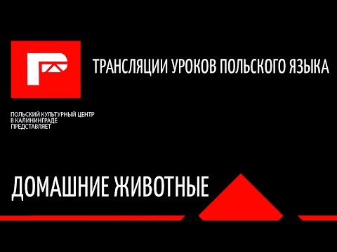 Видео: урок польского языка (домашние животные)