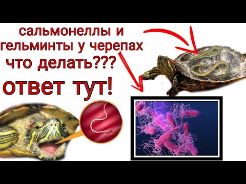 Видео: Сальмонеллез и гельминтоз у черепах. Как лечить?