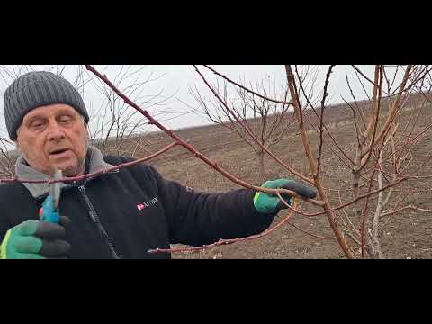 Видео: Особливості обрізки дорослого ПЕРСИКА