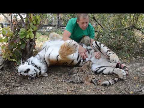 Видео: НЕВЕРОЯТНО , НО ФАКТ ! Мне пришлось РАЗДАИВАТЬ ТИГРИЦУ !