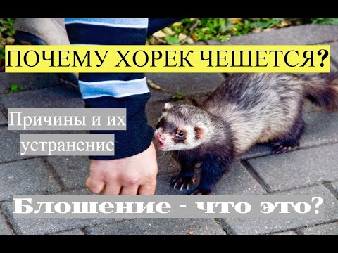 Видео: ПОЧЕМУ ХОРЕК ЧЕШЕТСЯ / БЛОШЕНИЕ